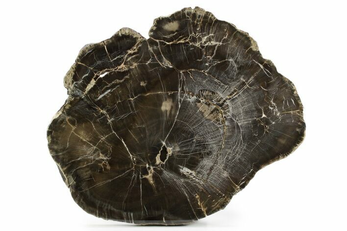 Triassic Petrified Wood (Woodworthia) Round - Dark Preservation #382197